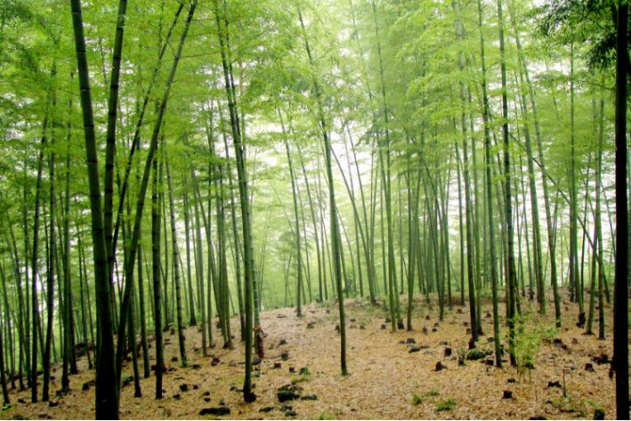 翠竹的寓意和象征意义