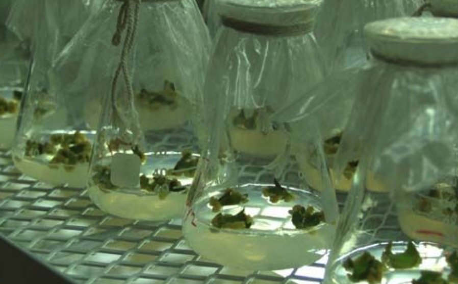 什么是导管？什么是筛管？