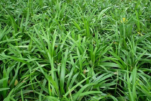 祝余草的功效与作用有哪些