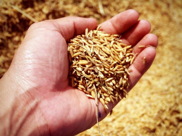 我国粮食自给率