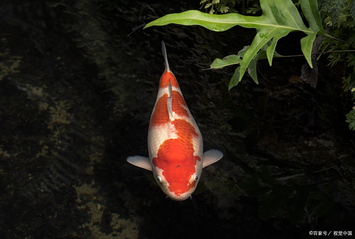 求锦鲤是什么意思？求锦鲤是现在网络上很流行的网络用语吗？