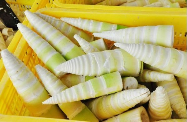 请问毛笋和竹笋有什么区别？哪种比较好吃？