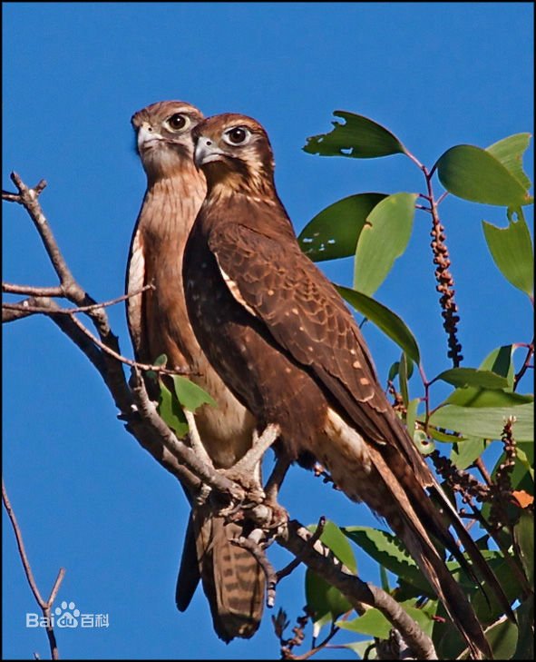 隼是什么意思？