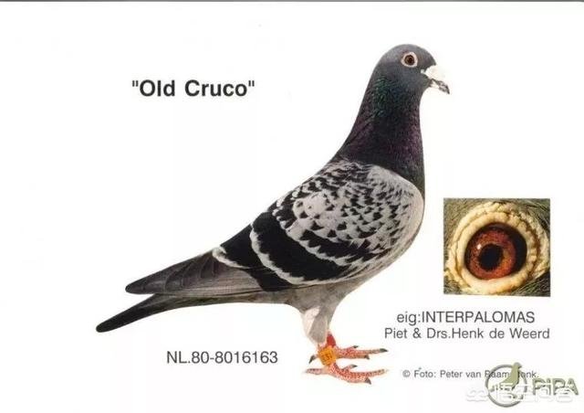 怎样进行近亲繁殖？