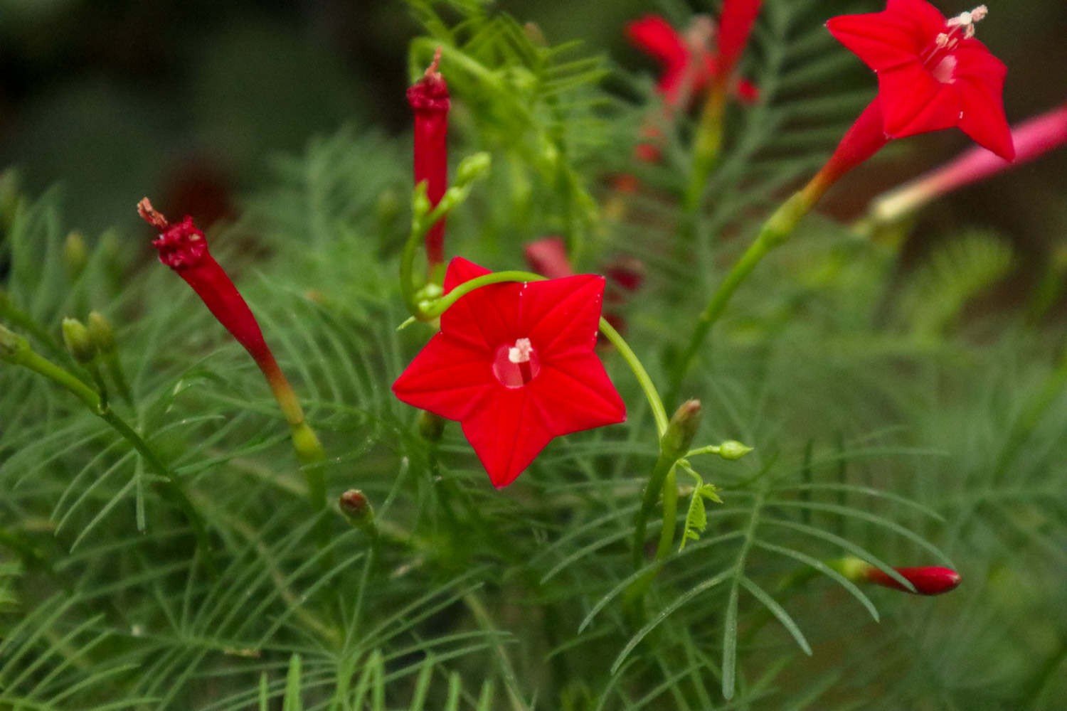 茑萝的拼音和意思
