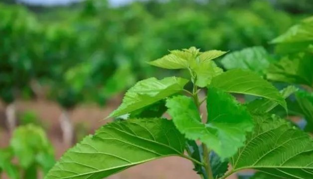 桑拼音怎么读音