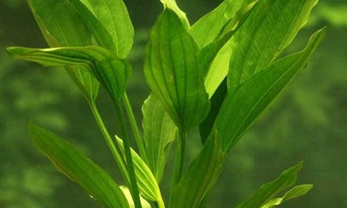 水草的种类及图片