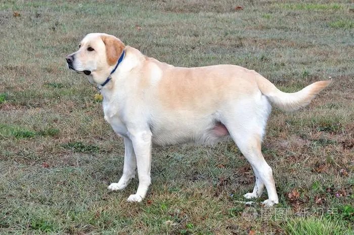 retriever是什么意思