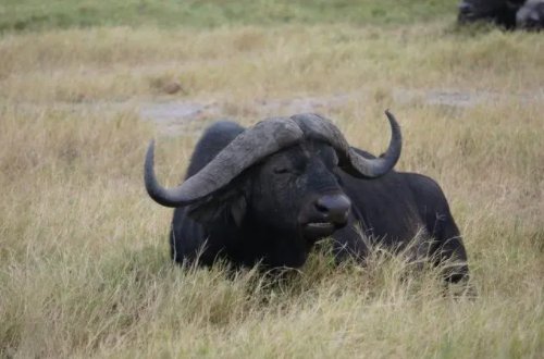 牦牛肉和普通牛肉的区别