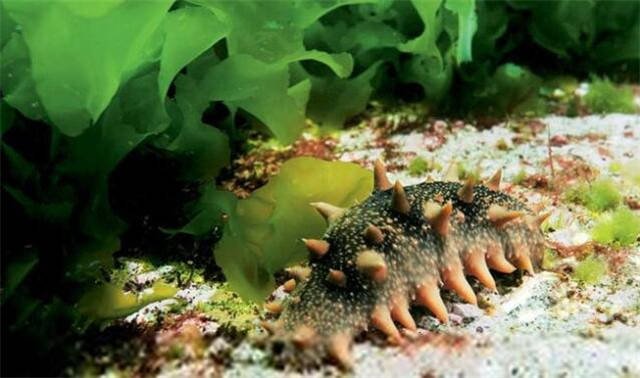 会进行“夏眠”的海洋动物是什么？这种生物的生长习性是怎样的？