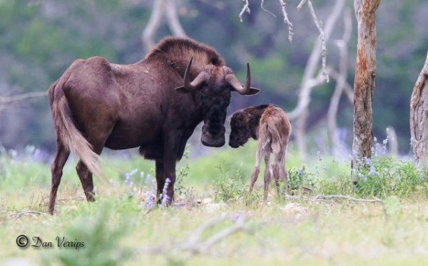 科学松鼠会 非洲的野生动物，为什么停止迁徙