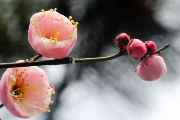 梅花三弄是什么意思