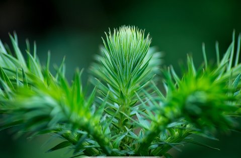 杉的笔顺怎么写的笔顺