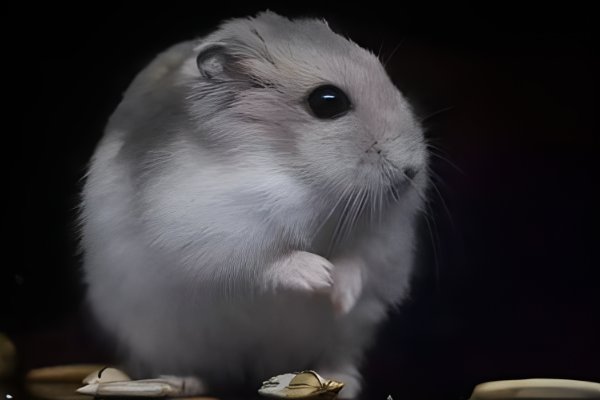 兔年什么属相犯太岁