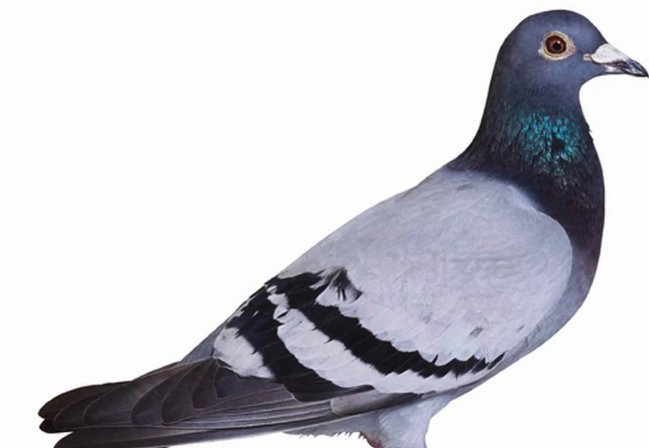 辽宁一号赛鸽公棚规程是什么？