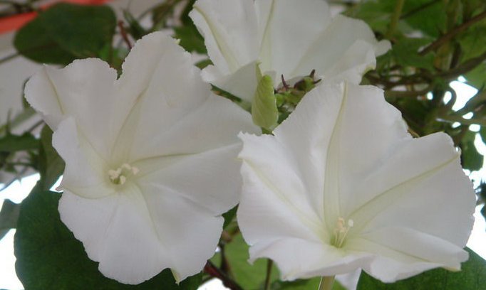 朝颜和夕颜分别是什么花？