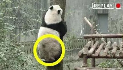 熊猫尾巴是白的还是黑的？