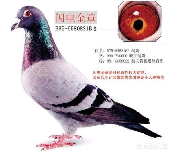 怎样进行近亲繁殖？