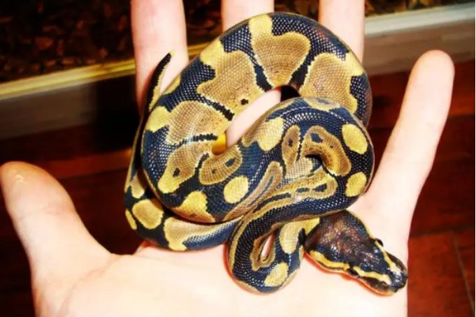 最温顺的宠物蛇