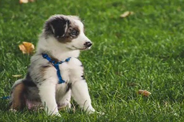 梦见狗的七大预兆