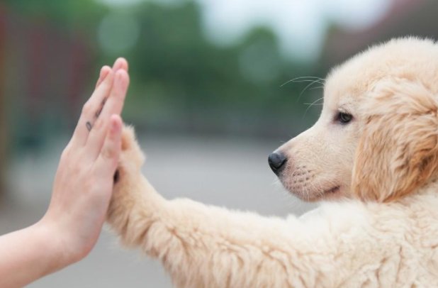 给米fai英文是什么意思?