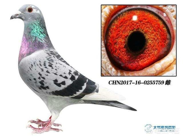 怎样进行近亲繁殖？