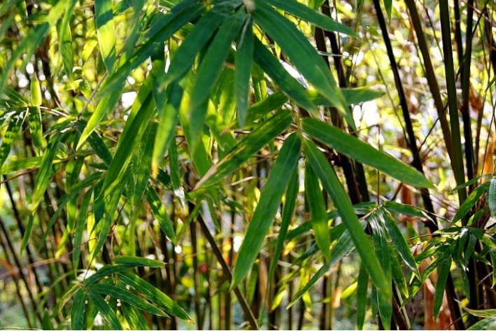 翠竹的寓意和象征意义