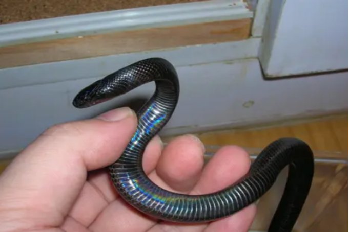 最温顺的宠物蛇