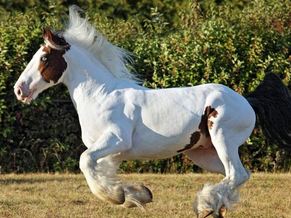 什么动物毛发最长