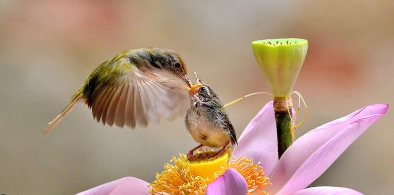 游子吟全诗的诗意是什么?