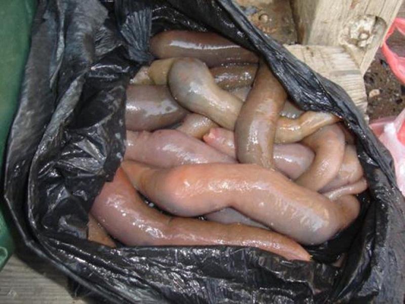 海蛆的保存方法是？