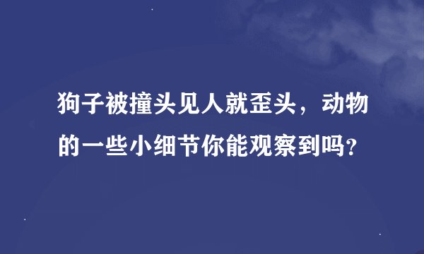狗子被撞头见人就歪头，动物的一些小细节你能观察到吗？