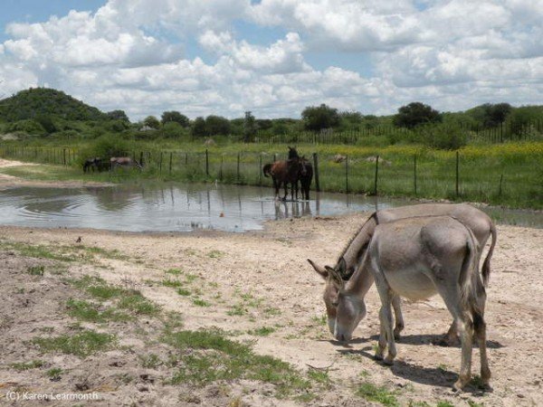 科学松鼠会 非洲的野生动物，为什么停止迁徙