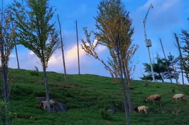 同感是什么意思