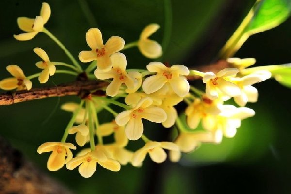 十里飘香指的是什么花