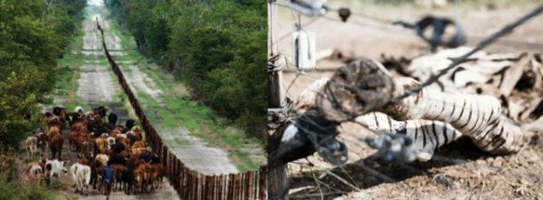 科学松鼠会 非洲的野生动物，为什么停止迁徙