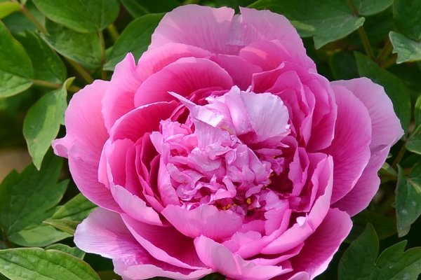 牡丹花什么时候开