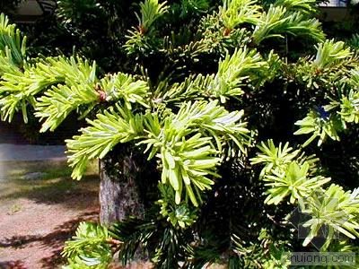 日本冷杉的生长习性