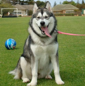 阿拉斯加犬好养吗，脾气和忠心度怎么样？