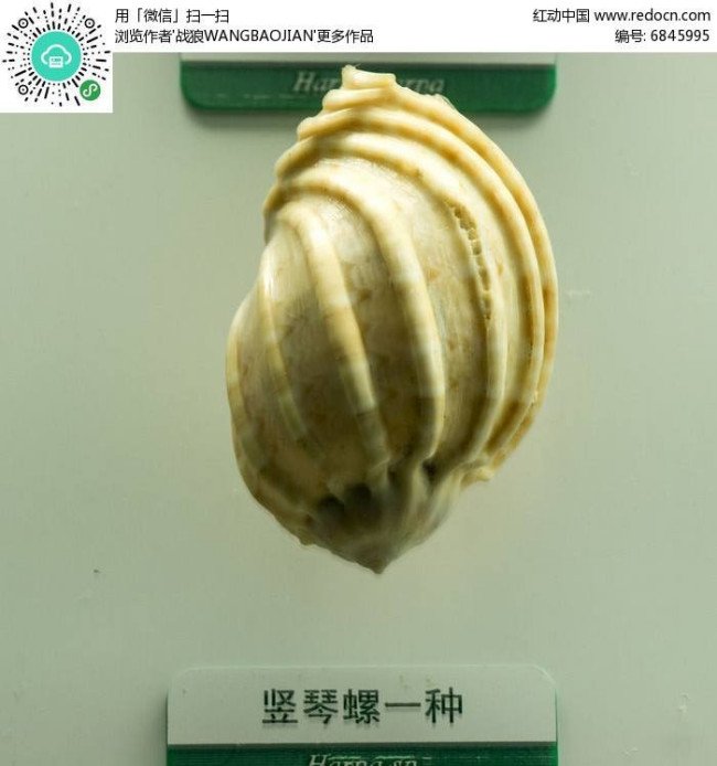 竖琴螺是什么样子照片？