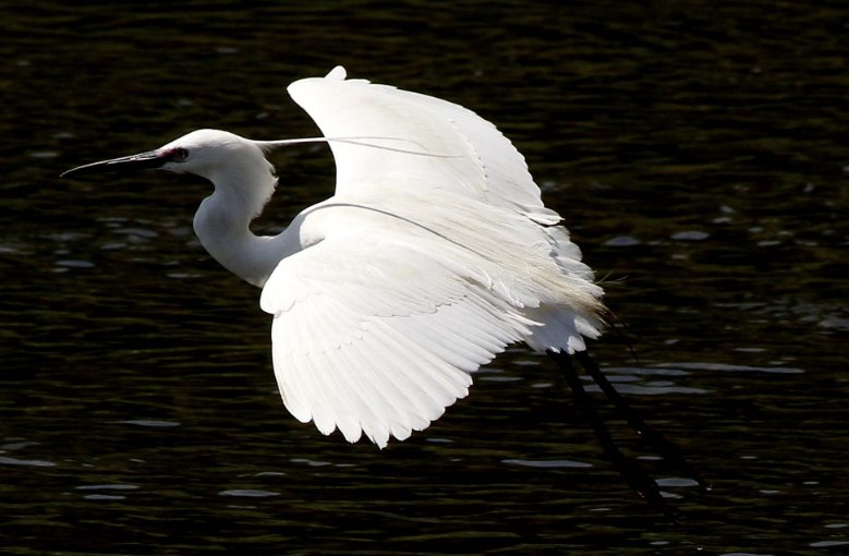 蓑毛的意思在《白鹭》中的意思