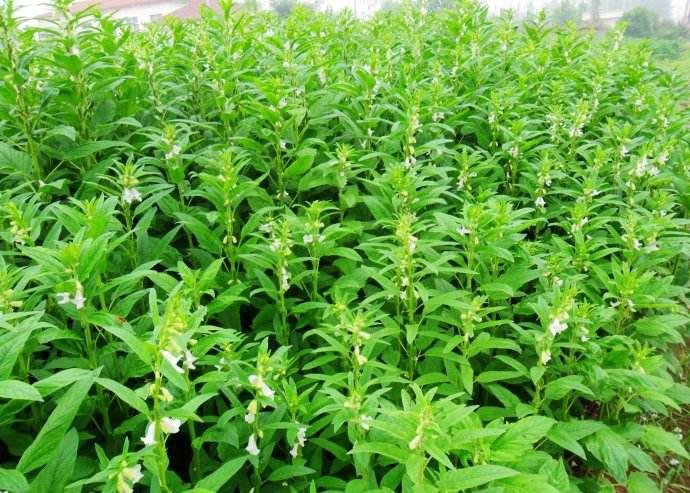 萝卜缨和芝麻叶的区别？