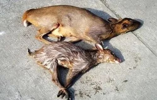 杭州多个市场仍售卖野味，为何有人举报都约束不了这些商贩？