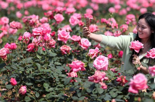 形容鲜花盛开的优美句子