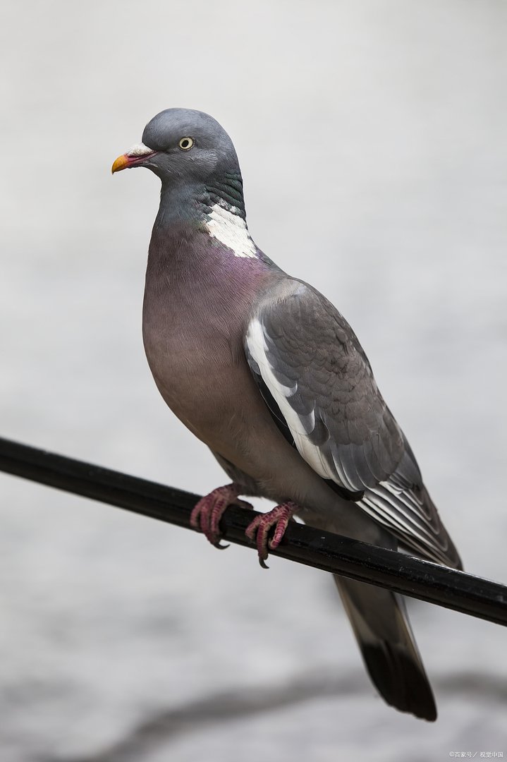 听说鸽子的养殖市场很不错，想问一下新手养殖什么品种比较好呢？