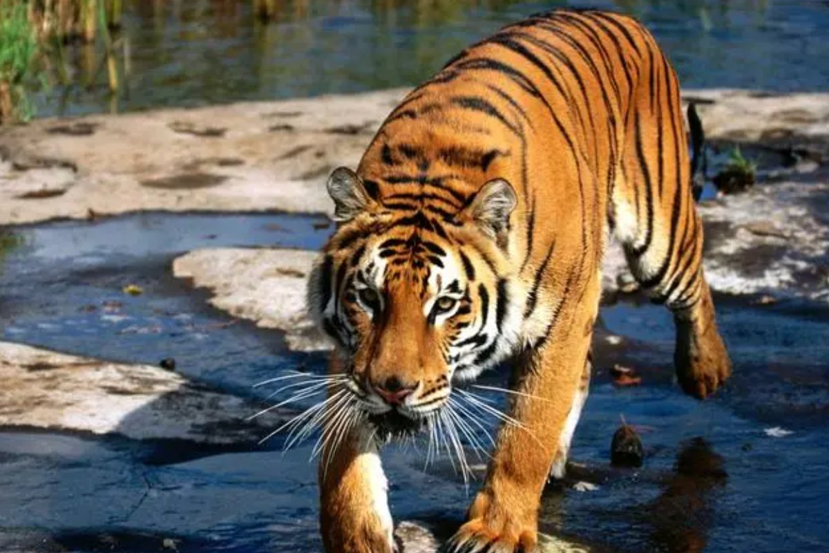 用钱如水打一生肖动物