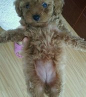 怎么辨别狗的生殖器