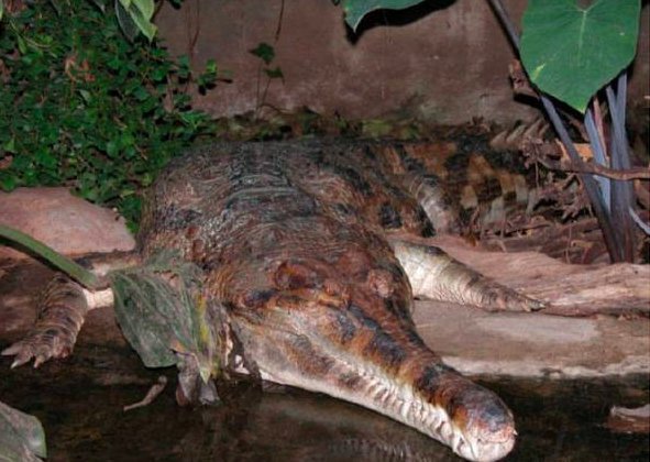 世界十大巨型鳄鱼