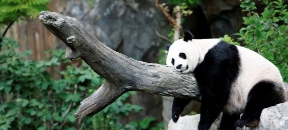 旅美熊猫产下幼崽，幼崽的后续抚养将如何进行？