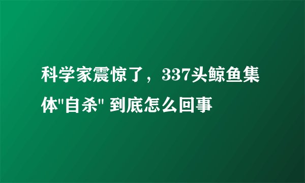 科学家震惊了，337头鲸鱼集体